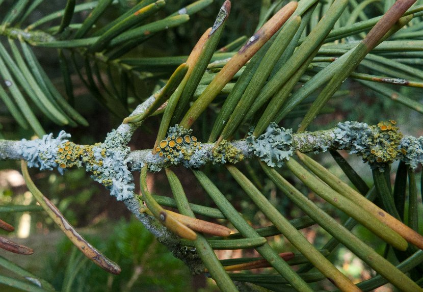 Xanthoria polycarpa-5